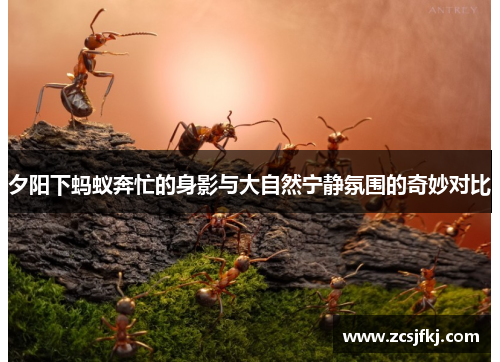夕阳下蚂蚁奔忙的身影与大自然宁静氛围的奇妙对比